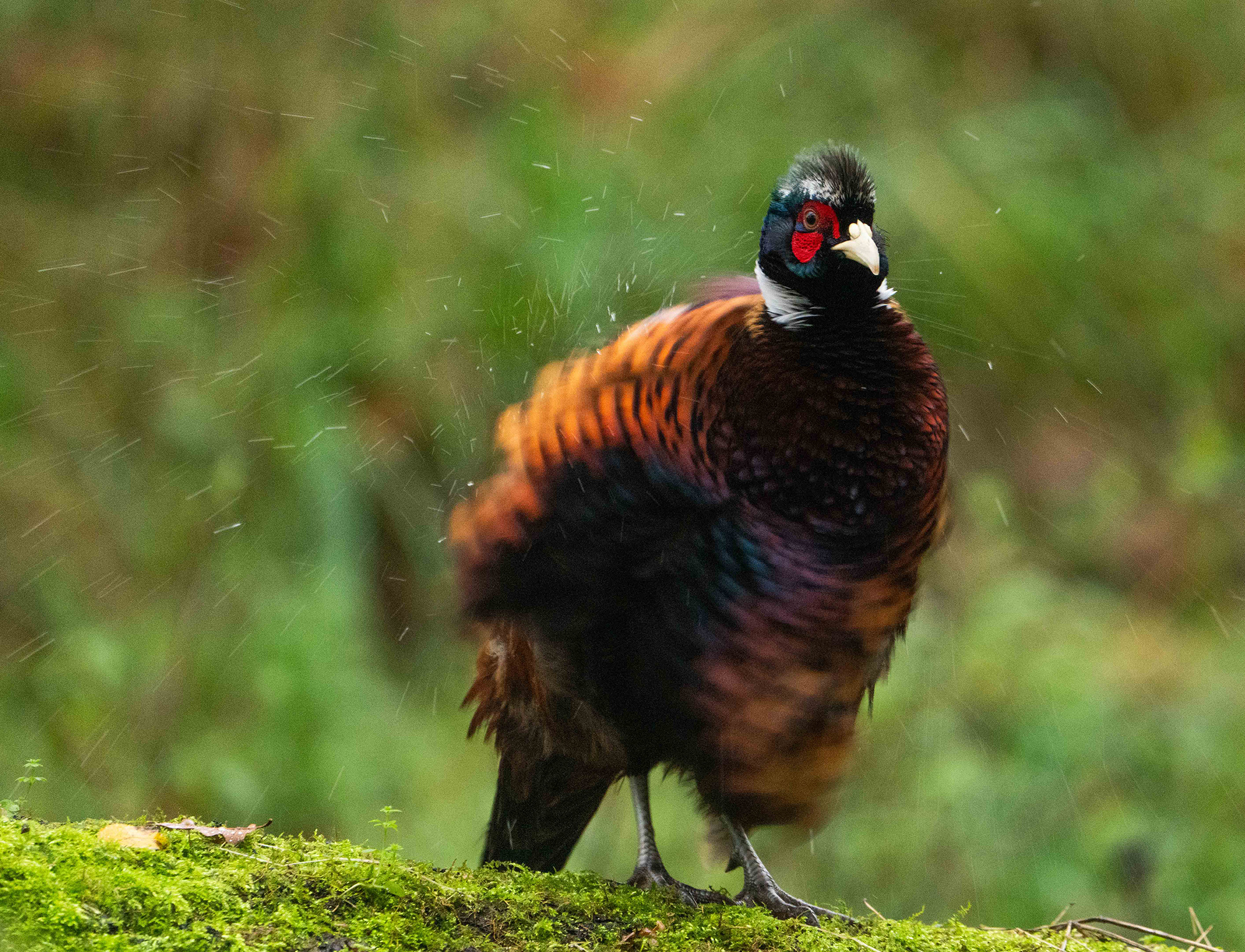 The Fallen Oak at Melmerby