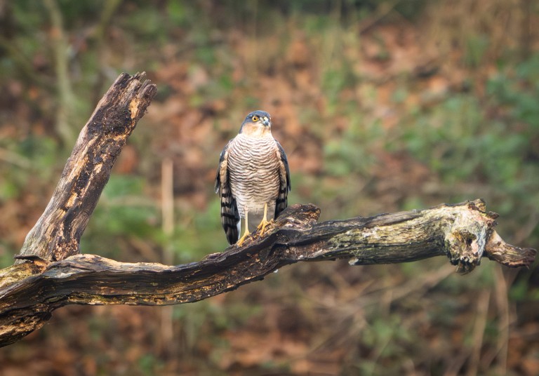 The Fallen Oak at Melmerby