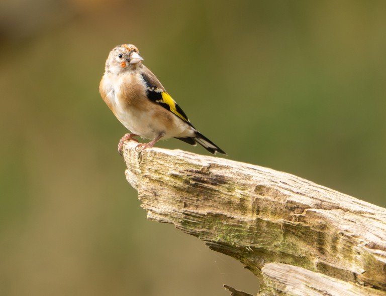 The Fallen Oak at Melmerby