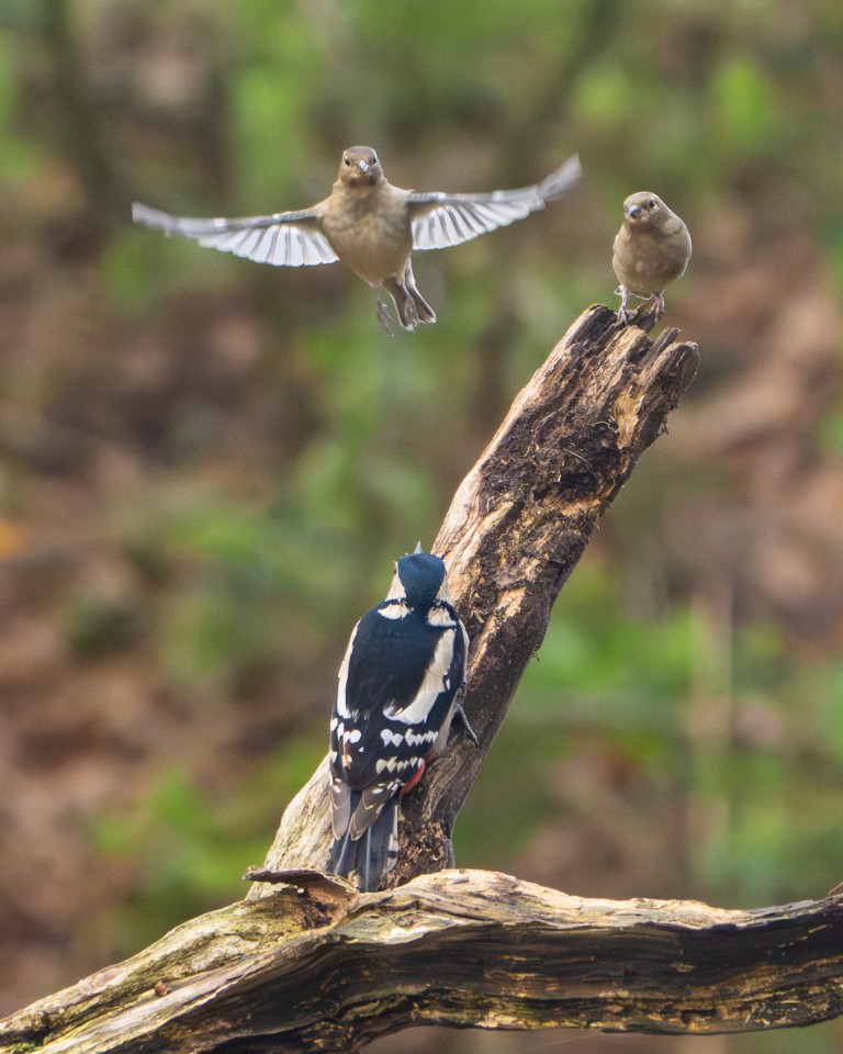 The Fallen Oak at Melmerby