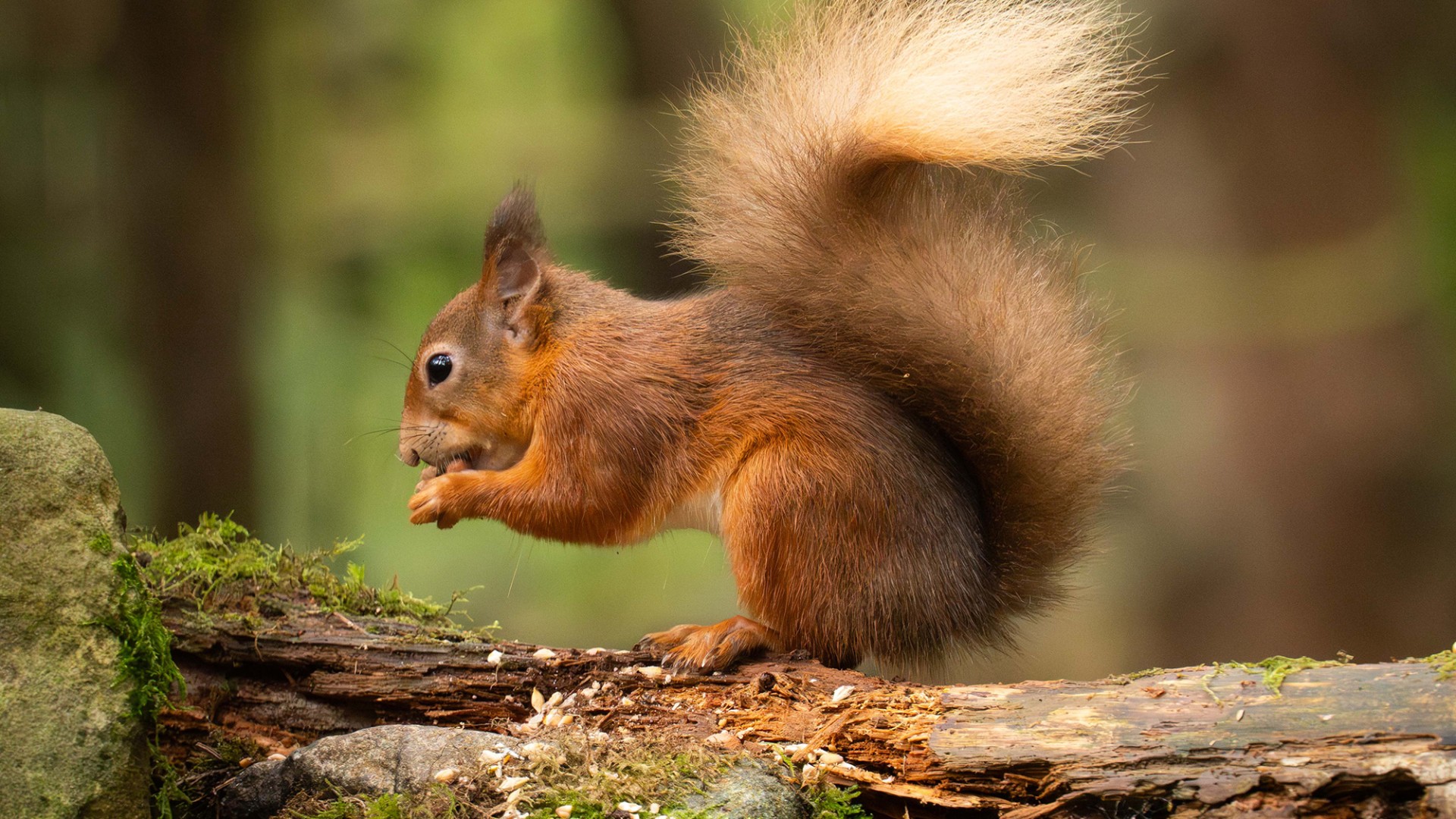 Red squirrel on a log eating a nut