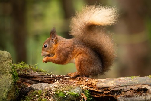 Red squirrel on a log eating a nut
