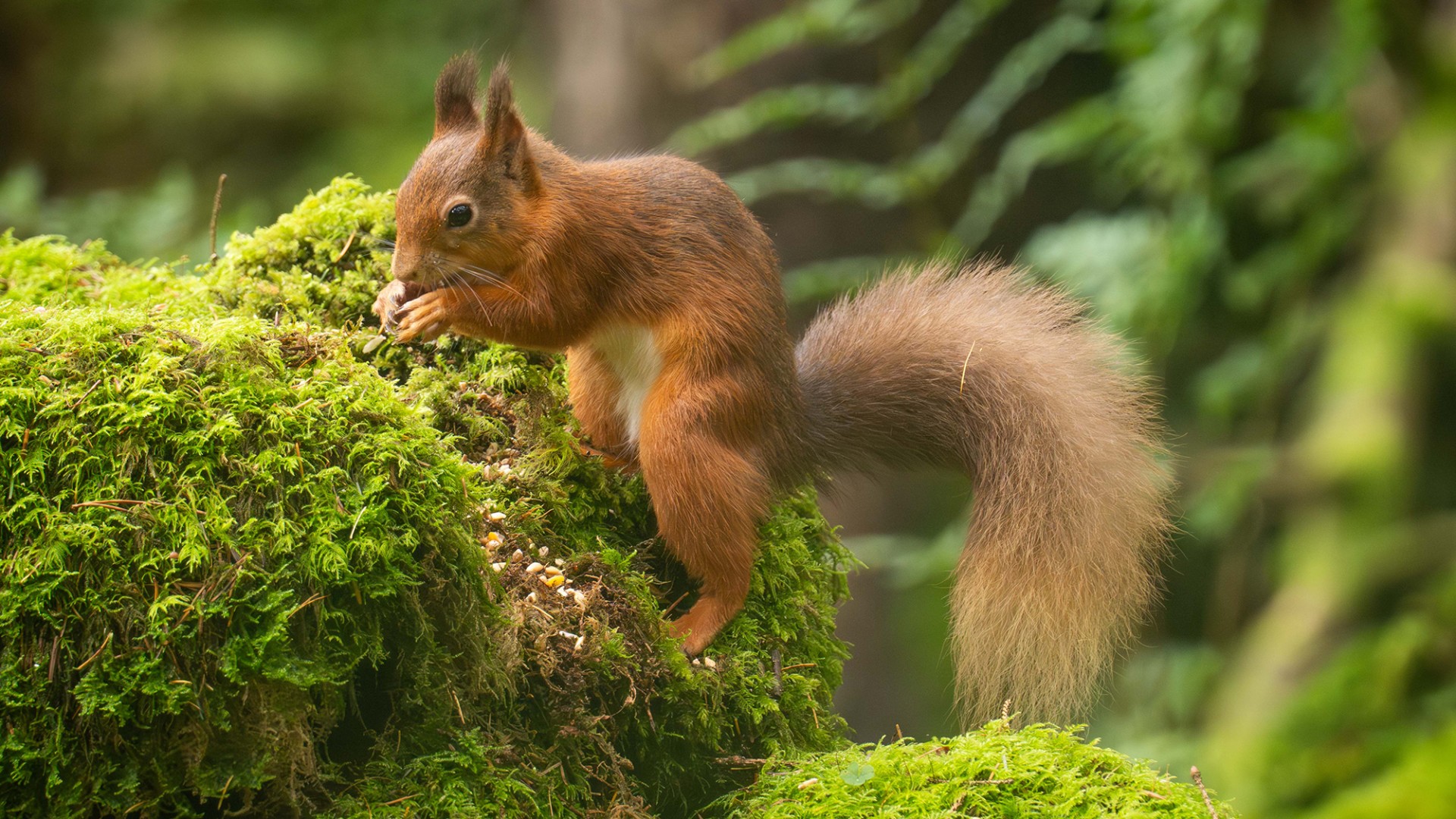red squirrel on mossy wall near Melmerby Hall at The Rowley Estates