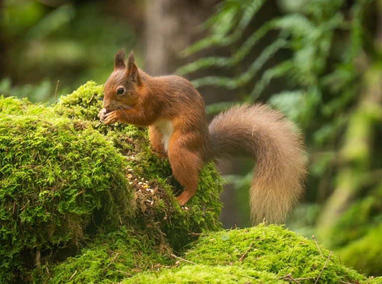 red squirrel on mossy wall near Melmerby Hall at The Rowley Estates