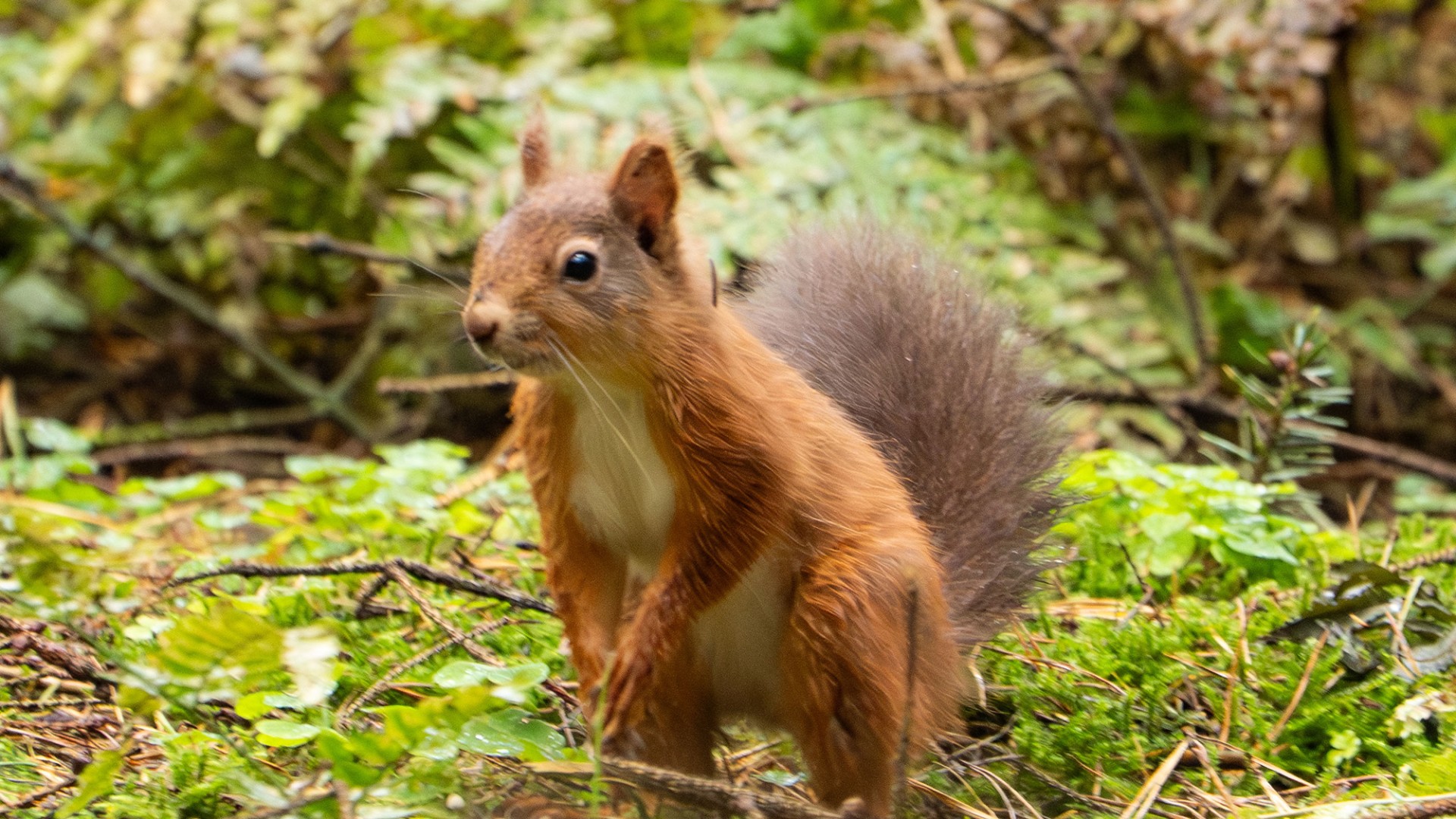 red squirrel standing