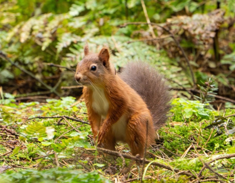 Red Squirrel Hide viewing at Melmerby