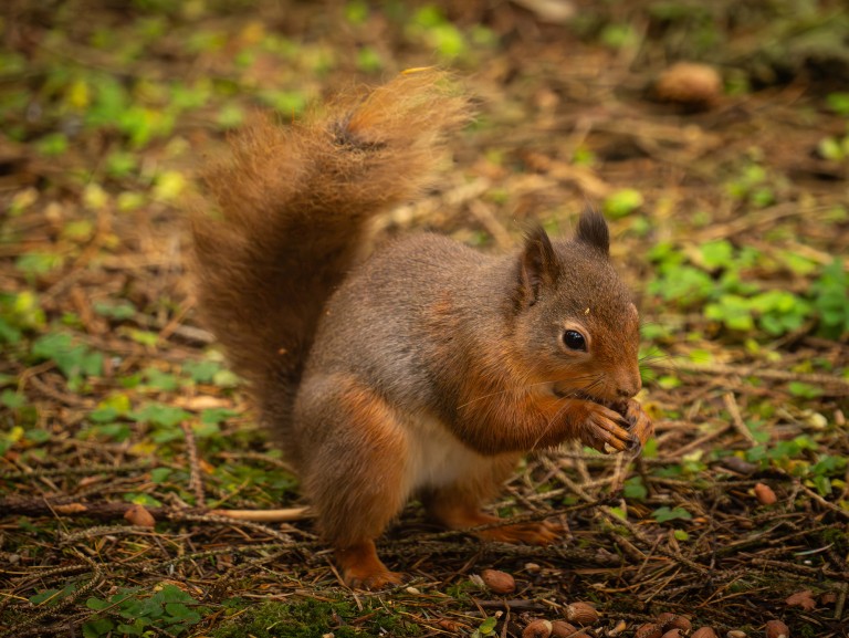 Red Squirrel Hide viewing at Melmerby