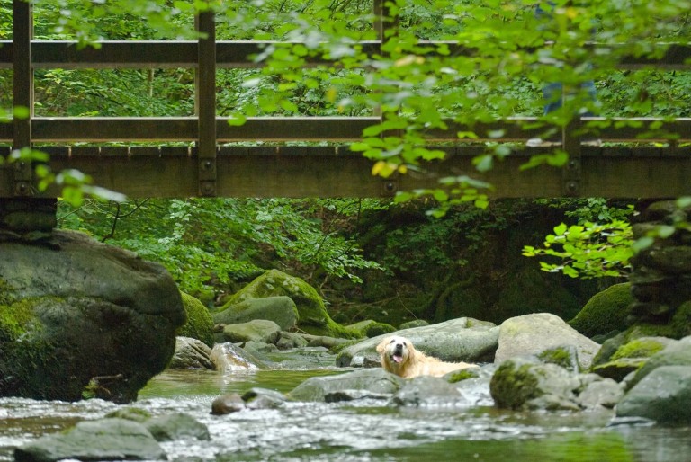 Dogs in Lake District
