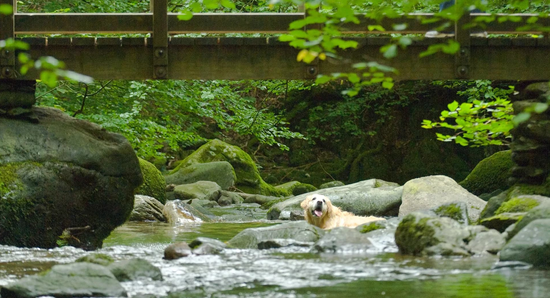 Dogs in Lake District