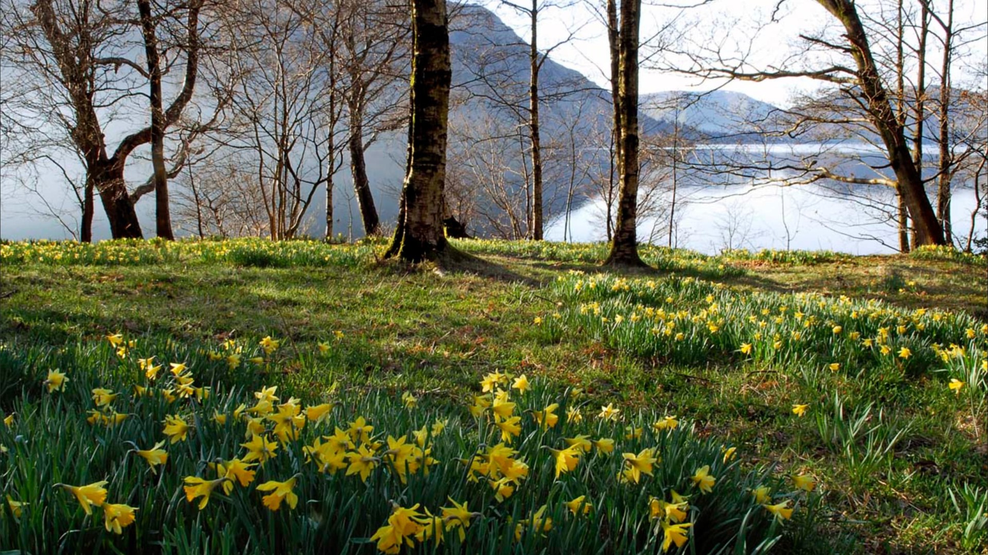 Daffodils Lake District. Wordsworth and Ullswater