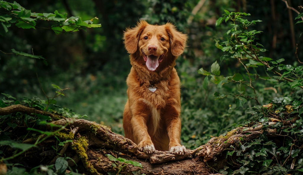 Dog friendly cabins
